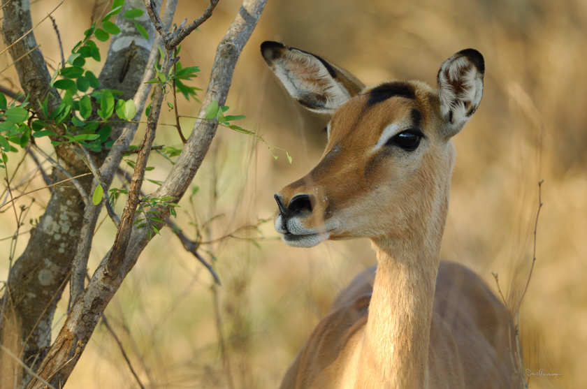 Impala