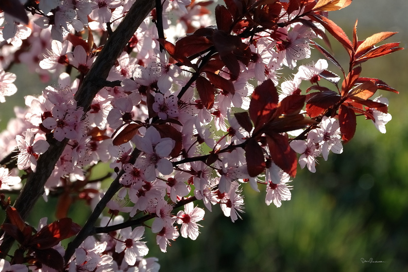 Prunus en fleurs