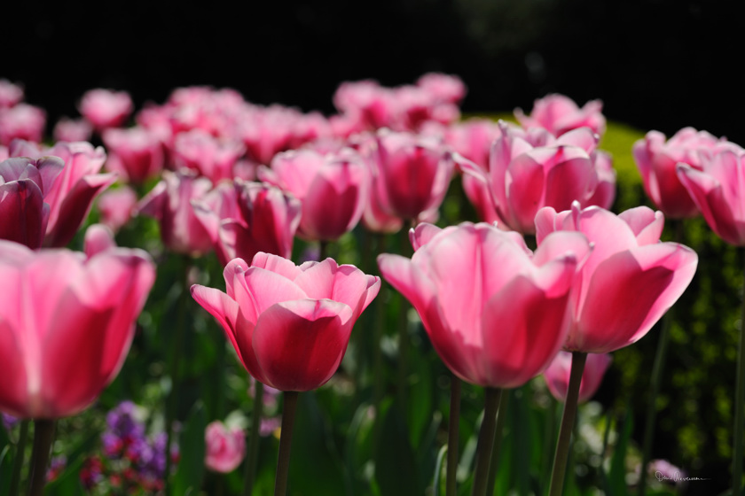 diaporama Tulipes