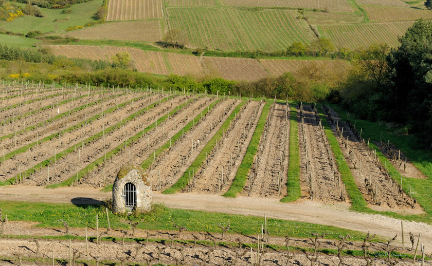 Vignes au printemps