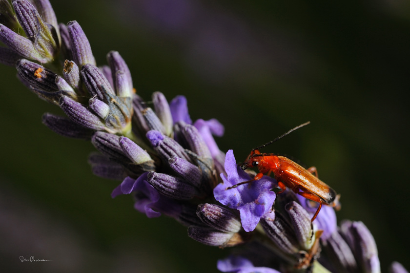 diaporama Cantharide