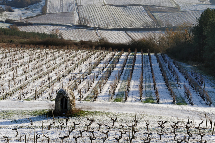 Vignes en hiver