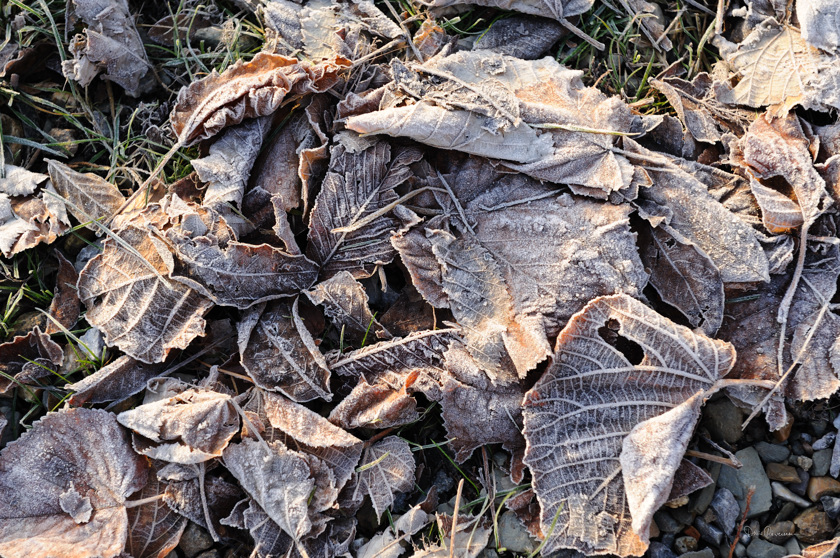 Feuilles mortes