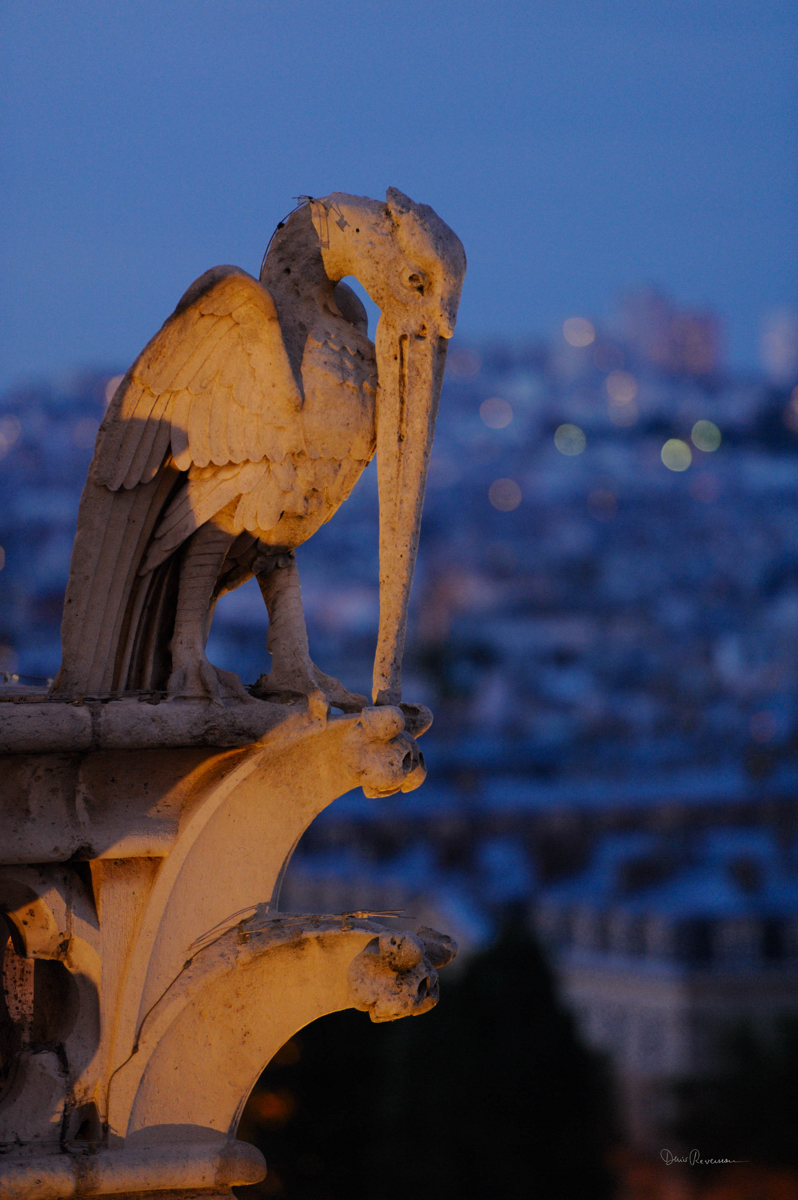 Chimère, Notre-Dame de Paris