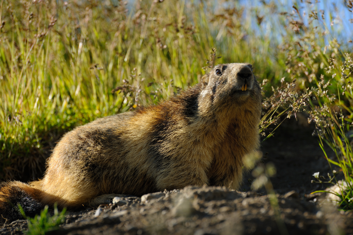 Marmotte, Vanoise