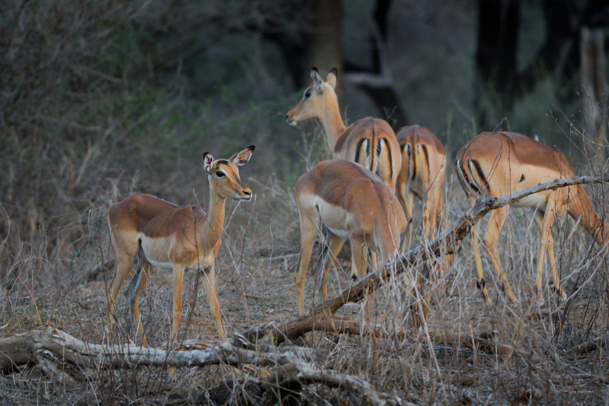 Impalas