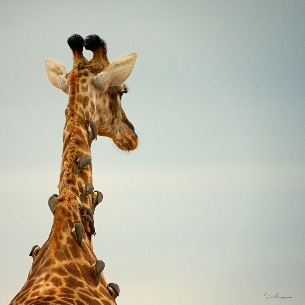 Girafe et oxpeckers