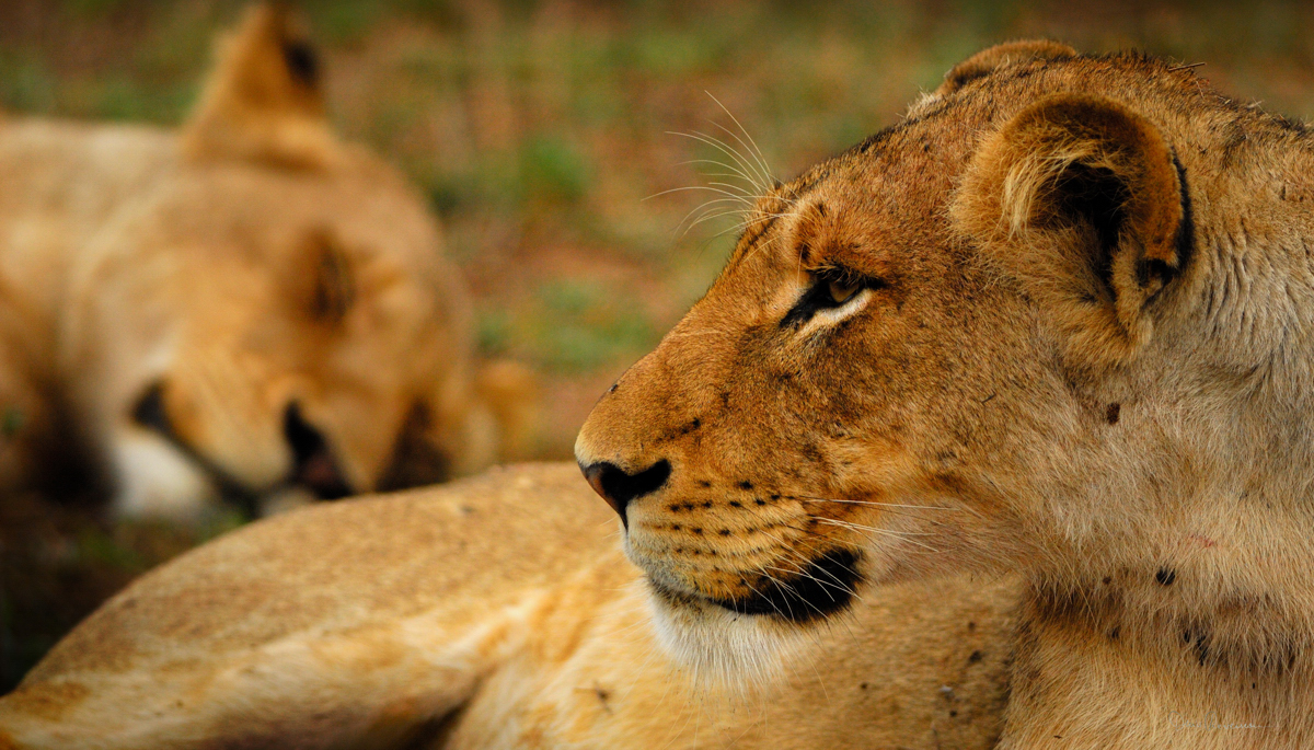 Lionnes au repos