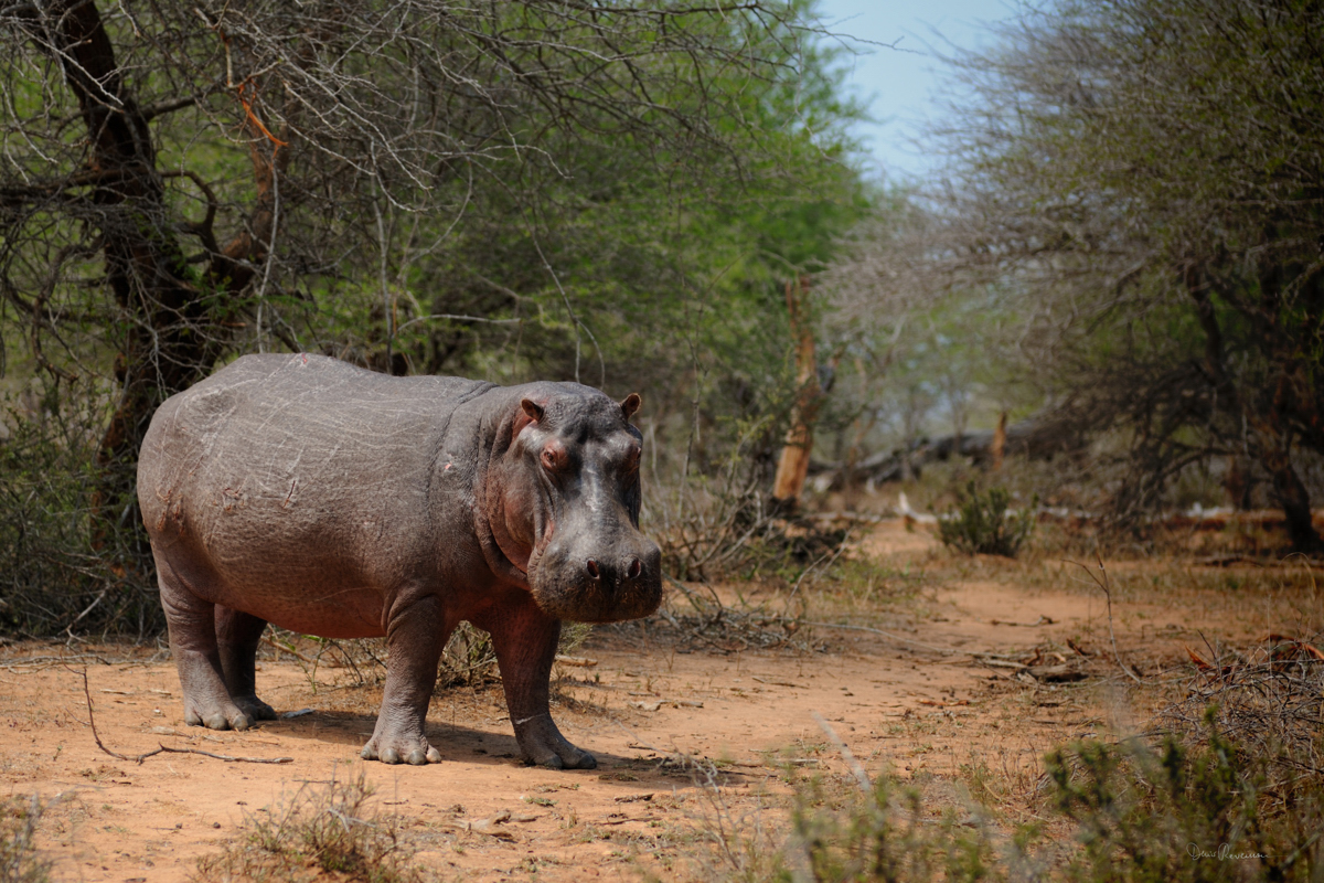 Hippopotame