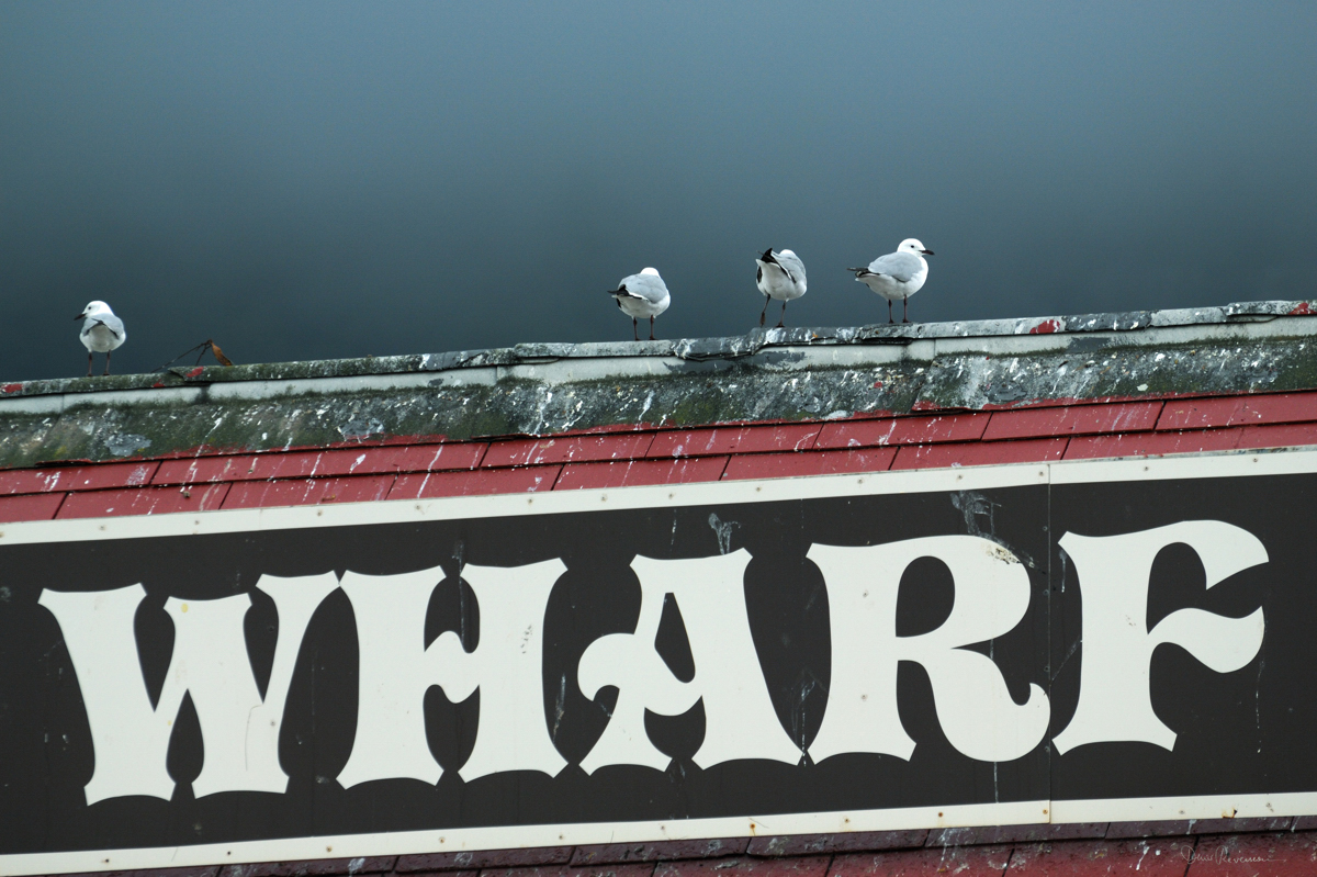 Mouettes, Hout Bay