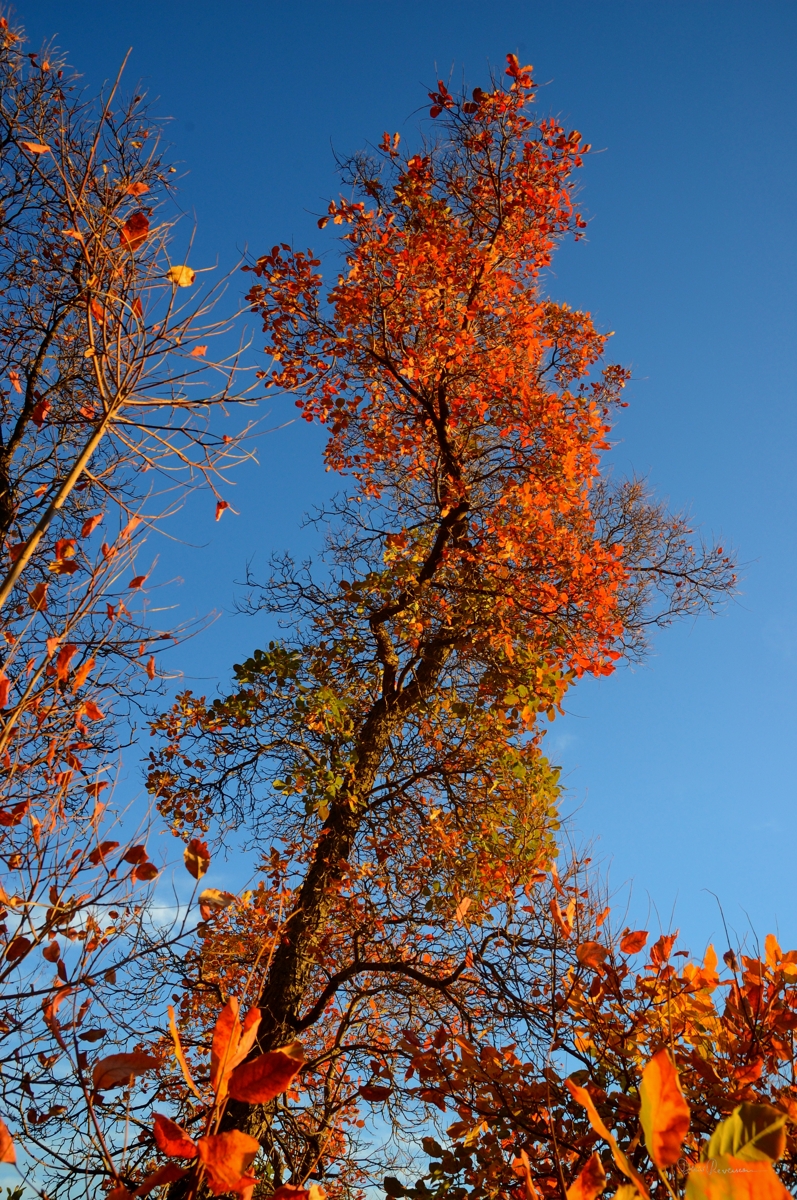 Rougi par l'automne