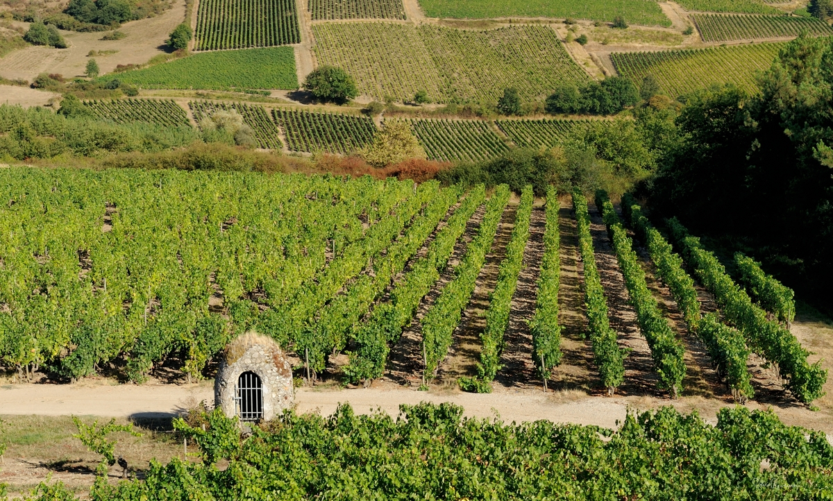 Vignes en été