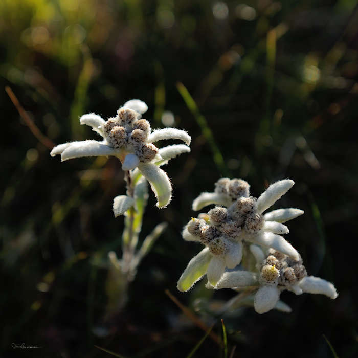 Edelweiss