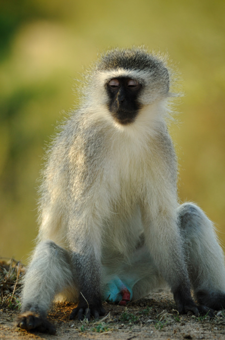 Blue Vervet