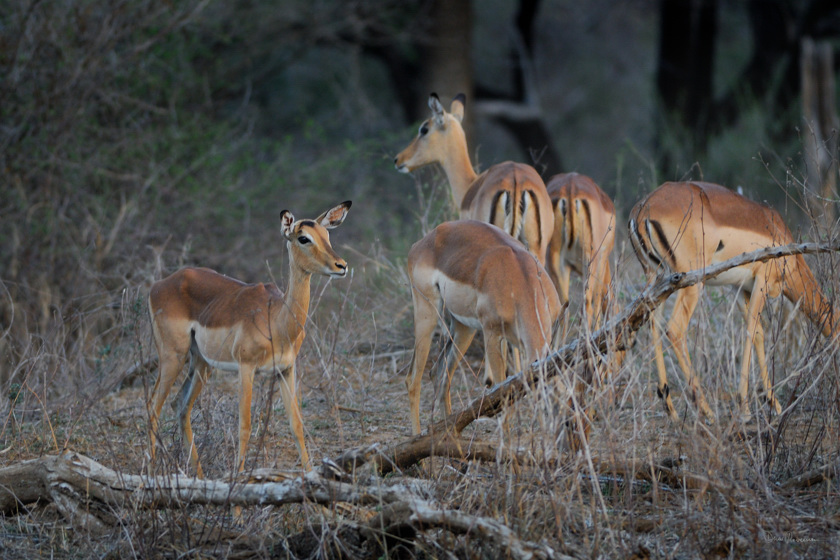 diaporama Impalas