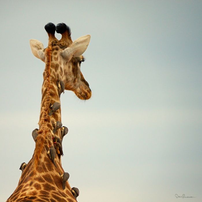 diaporama Girafe et oxpeckers