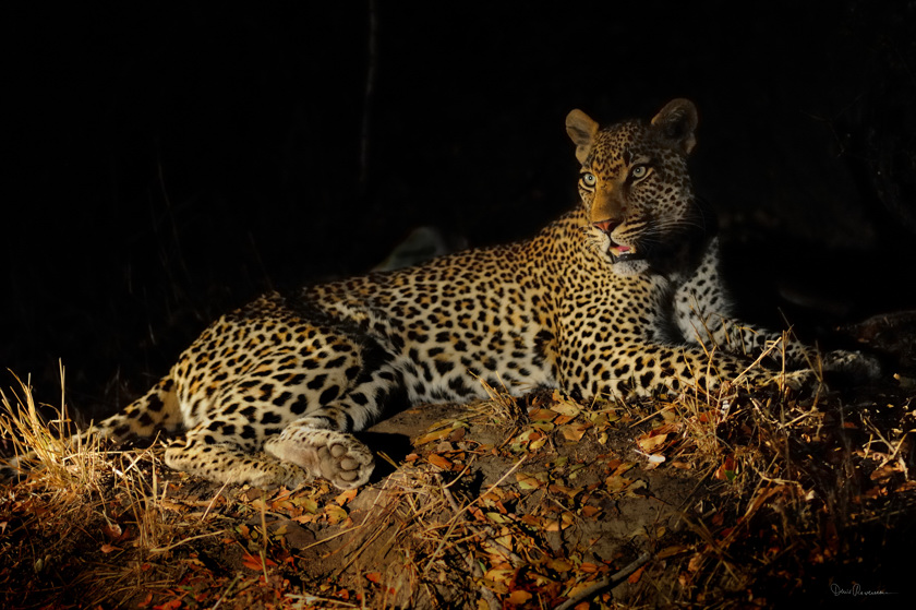 diaporama Léopard venant de chasser