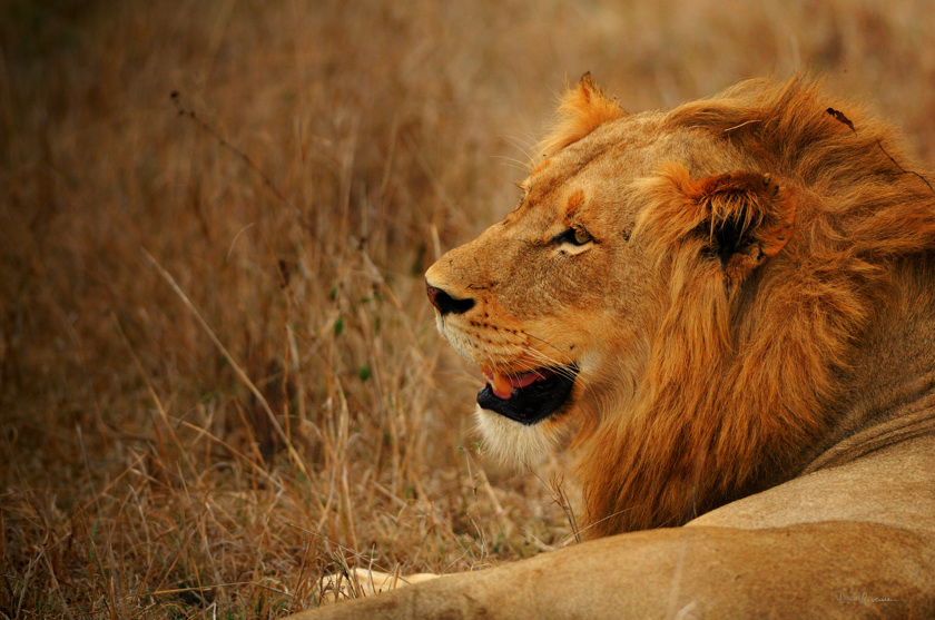 diaporama Lion