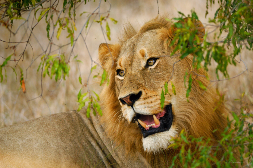 diaporama Lion