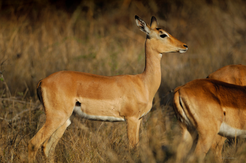 diaporama Impala