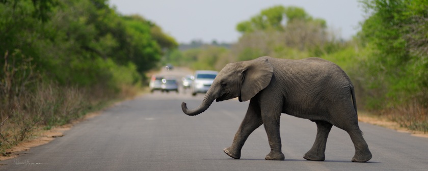 Eléphant traversant la route