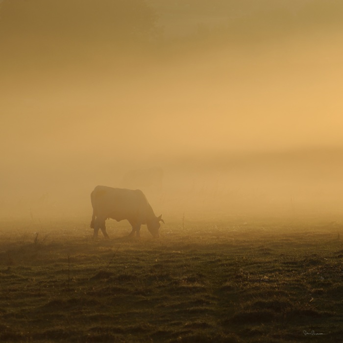 Vache dans la brume