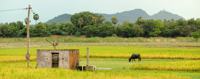 Rizières au cœur du Tamil Nadu, Inde du Sud