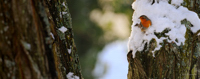 Rouge-gorge dans la neige.