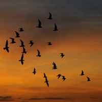 Vol de mouettes sur la Loire