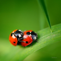 Le printemps des coccinelles