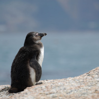 Manchot, Simon's Town. Afrique du Sud