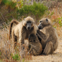 Babouins, péninsule du Cap. Afrique du Sud