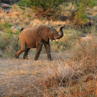 Elephant, parc Kruger