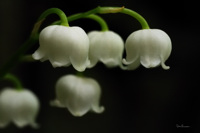 Clochettes de muguet, à l'ombre