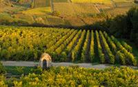 Vignoble d'anjou en automne