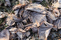 Feuilles mortes couvertes de givre