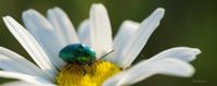 Chrysomèle s'endormant sur un pissenlit