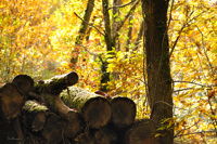 Contre-jour automnal au détour d'une forêt périgourdine