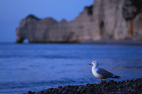 Goëland sur la plage d'Etretat