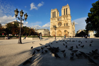 Pigeons sur le parvis de Notre-Dame