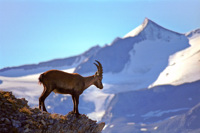 Bouquetin sur fond de glaciers des sources de l'Isère