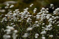 Linaigrette, dans les tourbières de la Vanoise