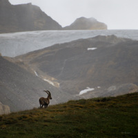 Bouquetin à proximité du col de la Galise