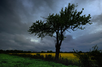 Champ de colza sous ciel d'orage