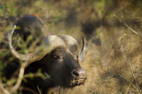 Buffle, Parc Kruger