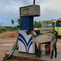 Chèvre à la pompe