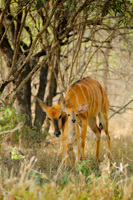Kudu femelle et son petit