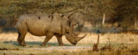 Rhinocéros couvert d'oxpeckers