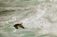 Cormoran brun, Afrique du Sud