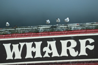 Mouettes à Hout Bay, Afrique du Sud